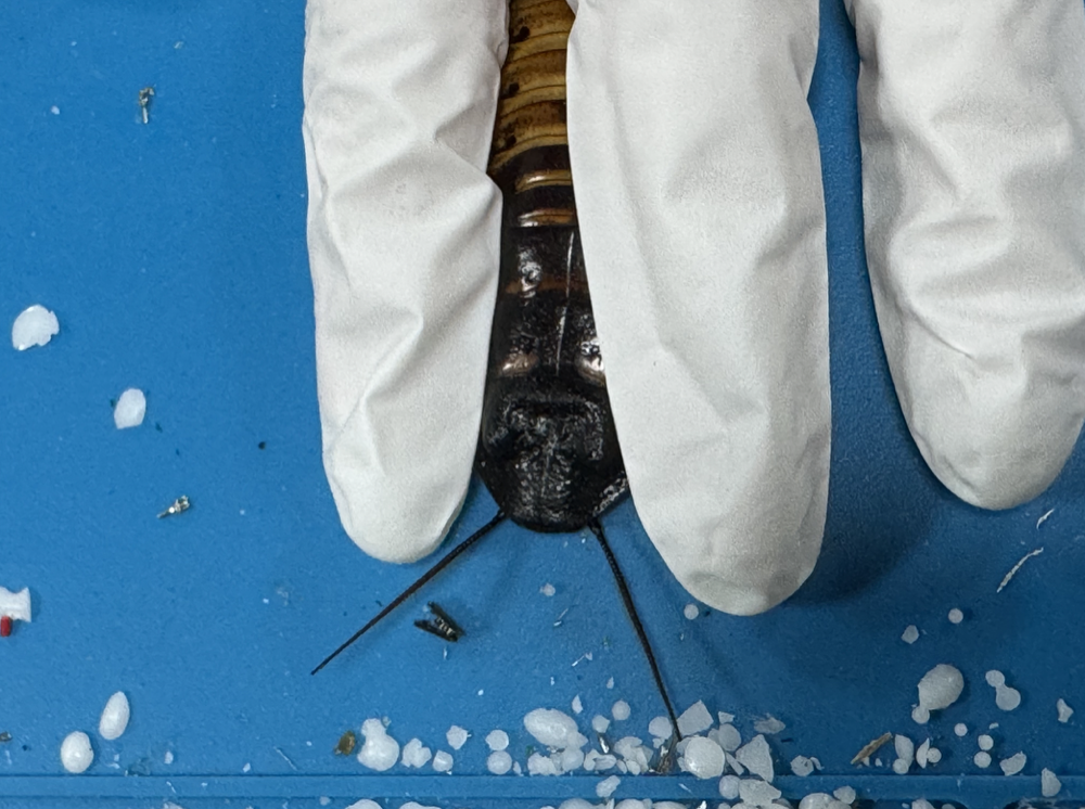 CyborgCockroach Control